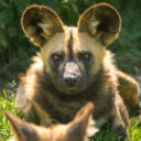 Pes hyenový. Foto: © Zoo Dvorec