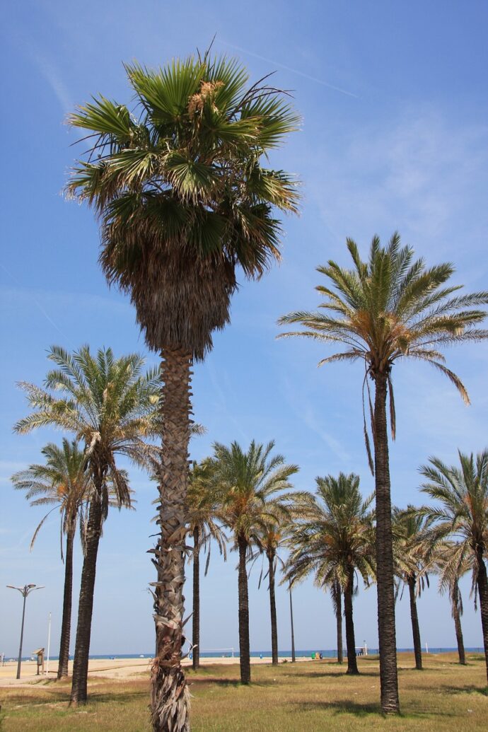 Pláž Malvarossa ve Valencii. Foto © Pixabay