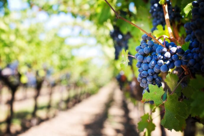 Kam na vinobraní v Praze? 8 míst, kam se vydat za vínem