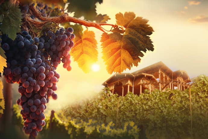 Vinobraní v Grébovce Praha 2024