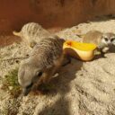 Den zvířat. Foto: ©Zoo Dvorec