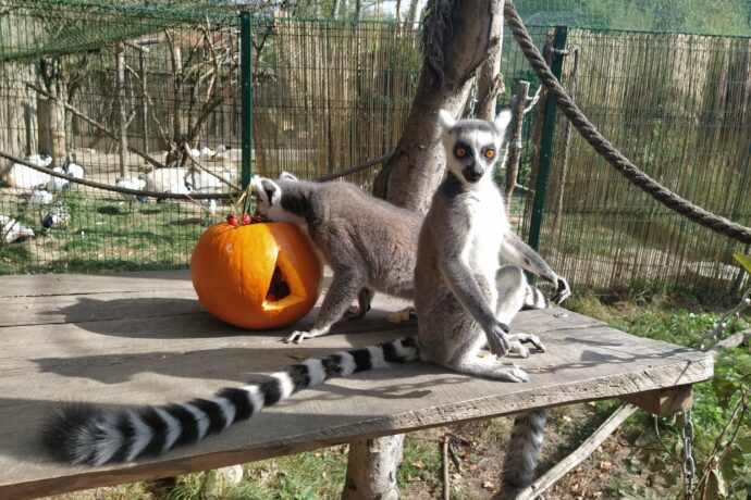 Den zvířat. Foto: ©Zoo Dvorec