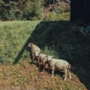 Foto: ©Chalupa Pod Sviní horou