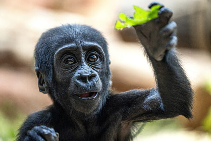 Gaia vedle sání mateřského mléka cumlá i pevnou stravu, zejména zeleninu, která při jídle upadne od pusy matce Kijivu. Foto Tereza Mrhálková, Zoo Praha