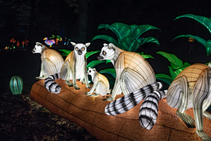 Na výstavě se rozsvítí i rodina madagaskarských lemurů kata. Zdroj: ©Garden of Lights