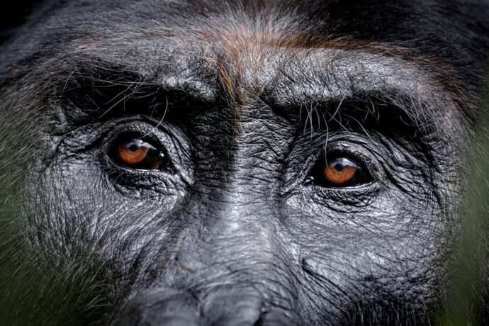 Pohled do očí vůdčího samce Bonaneho. Foto Miroslav Bobek, Zoo Praha