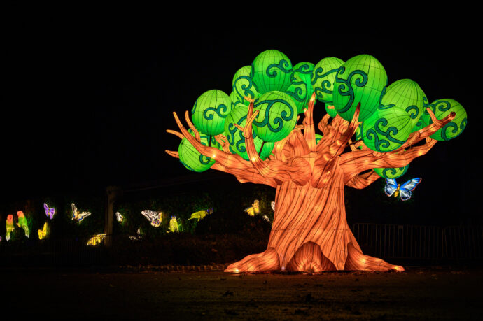 Posvátný baobab bude zdobit plácek u Vzdělávacího centra. Zdroj: ©Garden of Lights