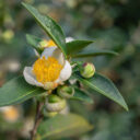 Sedmý šálek čaje. Foto: ©Botanická zahrada Praha