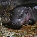 Foto: ©Daniela Oberreiterová, Zoo Jihlava
