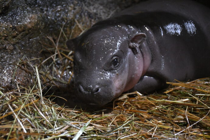 Hroší slečna ze Zoo Jihlava. Foto: ©Daniela Oberreiterová, Zoo Jihlava