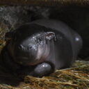 Foto: ©Daniela Oberreiterová, Zoo Jihlava