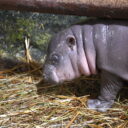 Foto: ©Daniela Oberreiterová, Zoo Jihlava