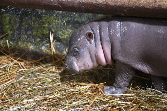 Foto: ©Daniela Oberreiterová, Zoo Jihlava