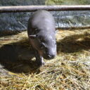 Foto: ©Daniela Oberreiterová, Zoo Jihlava