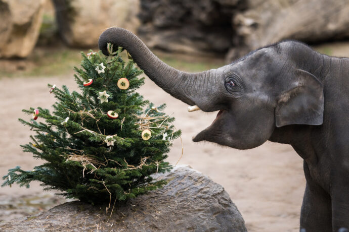 Ještě než sloni jehličnany spořádají, užijí si s nimi velkou zábavu. Chutný enrichment dostanou sloni oba dny v pravé poledne. Foto Petr Hamerník, Zoo Praha