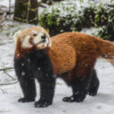 Panda červená. Foto: ©Zoo Jihlava