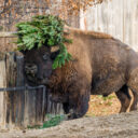 Bizoni vánoční stromky rádi vyhazují do výšky. Foto Petr Hamerník, Zoo Praha