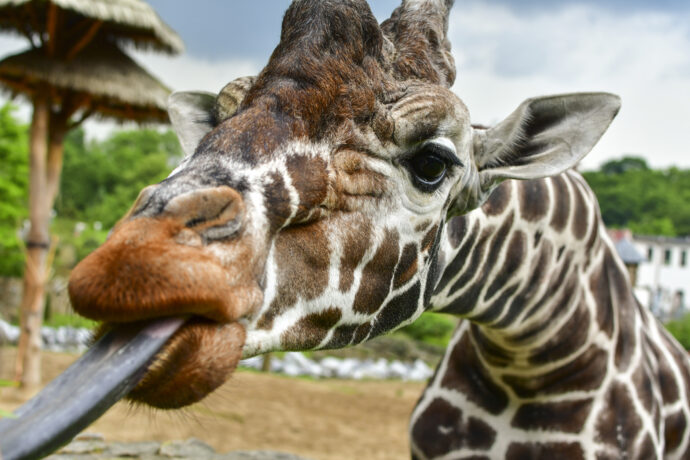 Foto: ©Zoo Jihlava