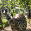 Foto: ©Zoo Jihlava