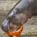 Foto: ©Zoo Jihlava