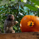 Foto: ©Zoo Jihlava