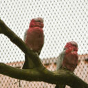 Kakadu růžoví přinášejí do zoo exotický půvab