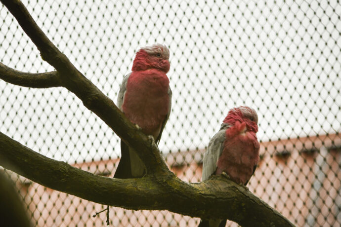 Kakadu růžoví přinášejí do zoo exotický půvab