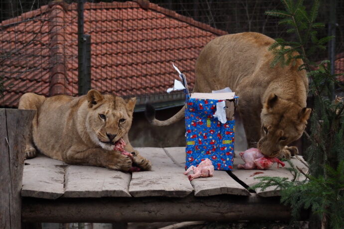 Foto: ©Zoo Dvorec