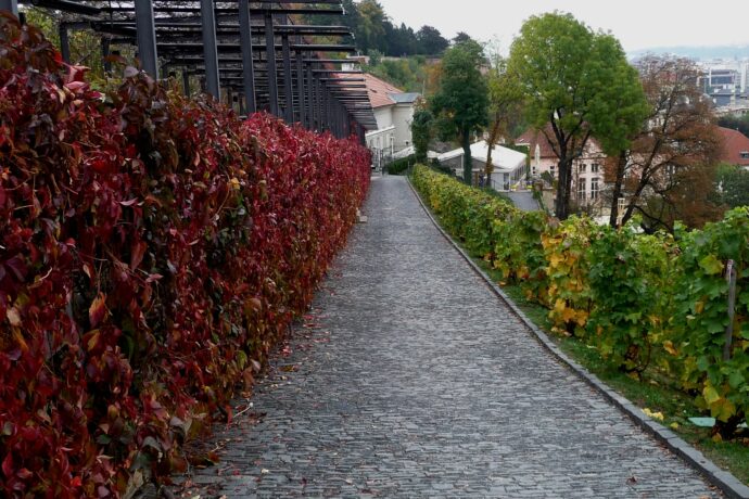 Svatováclavská vinice