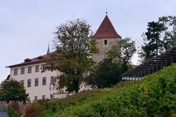 Svatováclavská vinice