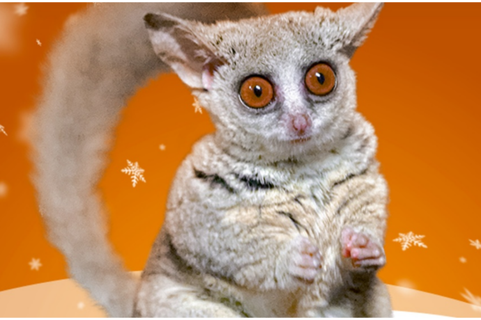 Komba jižní, adopční kampaň Zoo Praha, Foto Petr Hamerník, Zoo Praha