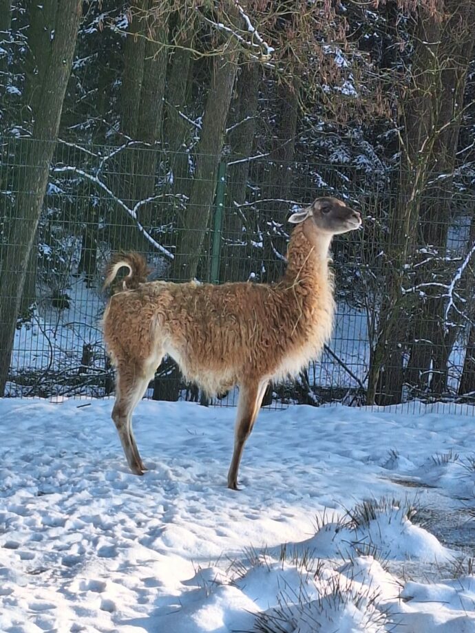 Foto: ©Zoo Dvorec