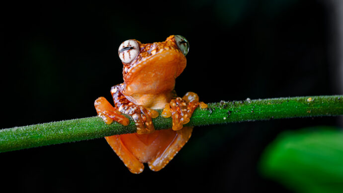 Létavka černoblanná. Foto: ©Petr Hamerník, Zoo Praha