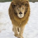 Foto: ©Zoo Dvorec