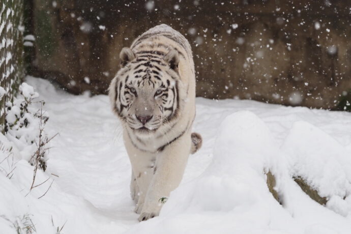 Tygr Nanu. Foto: ©Zoo Dvorec