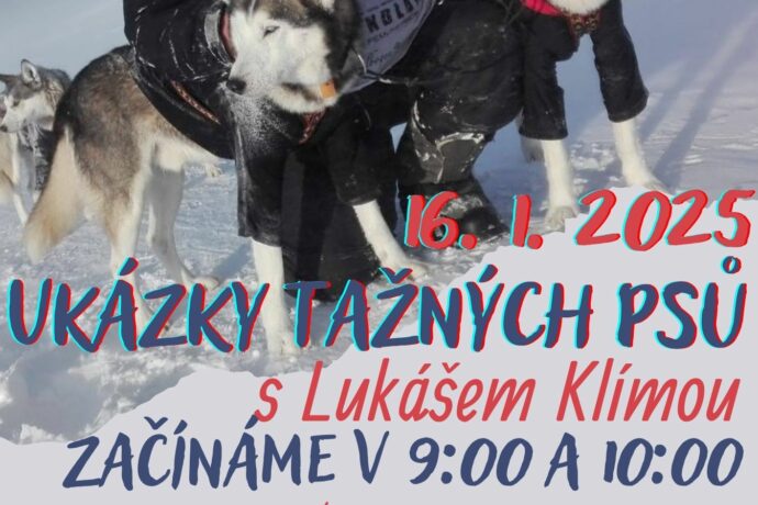 Ukázky tažných psů. Dorazte do Žatce na tuto podívanou