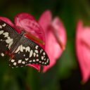 Za měsíc začíná výstava Motýli: Kouzlo přitažlivosti. Foto: ©Botanická zahrada hl. města Prahy