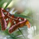 Za měsíc začíná výstava Motýli: Kouzlo přitažlivosti. Foto: ©Botanická zahrada hl. města Prahy