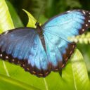 Za měsíc začíná výstava Motýli: Kouzlo přitažlivosti. Foto: ©Botanická zahrada hl. města Prahy