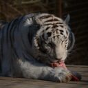 Foto: ©Zoo Dvorec