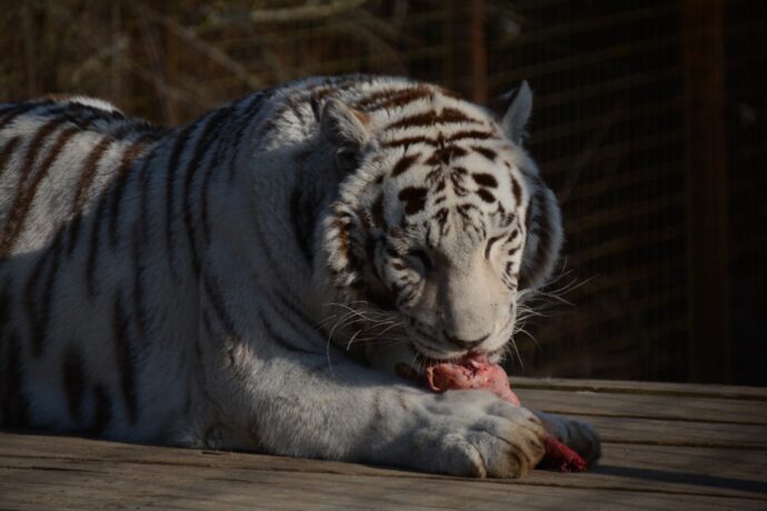 Foto: ©Zoo Dvorec