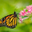 Za měsíc začíná výstava Motýli: Kouzlo přitažlivosti. Foto: ©Botanická zahrada hl. města Prahy