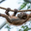 Harapan. Foto © Petr Hamerník, Zoo Praha
