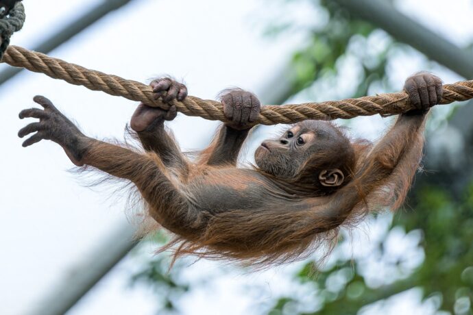Harapan. Foto: ©Petr Hamerník, Zoo Praha