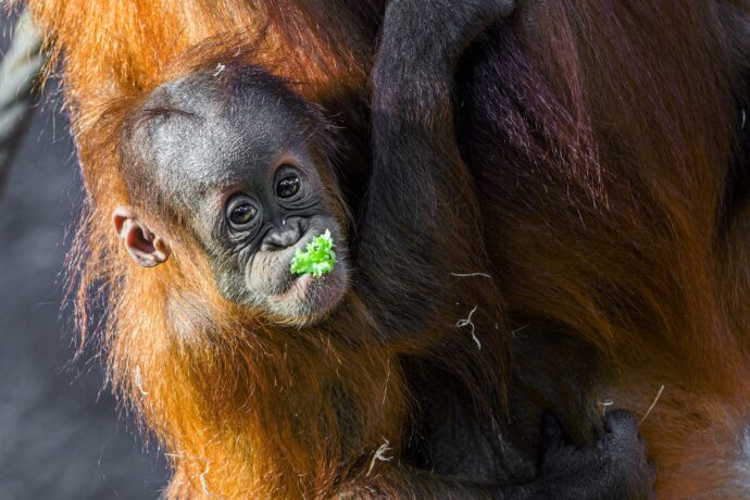 Harapan. Foto © Petr Hamerník, Zoo Praha