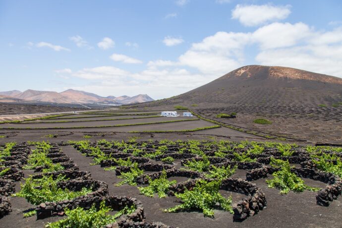 Lanzarote, vinice. Foto © Pixabay, Dimhou