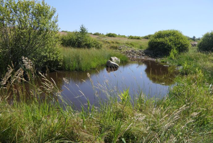 Mokřady patří klimatickou změnou mezi nejohroženější biotopy. Foto: ©Jan Moravec
