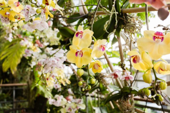 Výstava Orchideje. Foto © Botanická zahrada Praha