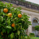 Barockgarten Großsedlitz. Foto: ©Schlösserland Sachsen