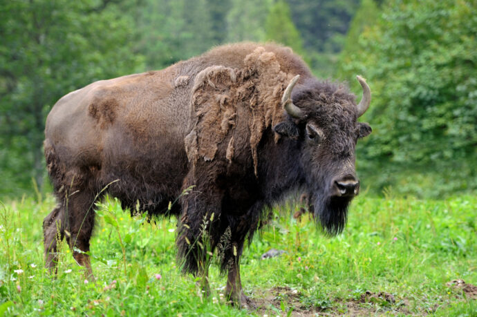 Bizon americký. Foto © Freepik